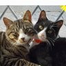 Фото профиля Percy & Poddles, & 🌈 Angel Winston