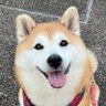 祥&柴犬のまるちゃん's profile picture