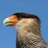 Carcará 🦅 🇧🇷 profil fotoğrafı