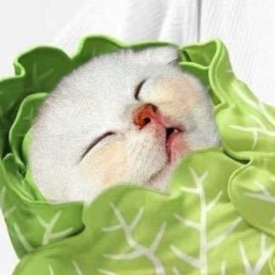 ◡̈ 𝐏𝐚𝐤𝐤𝐚𝐫𝐝's profile picture