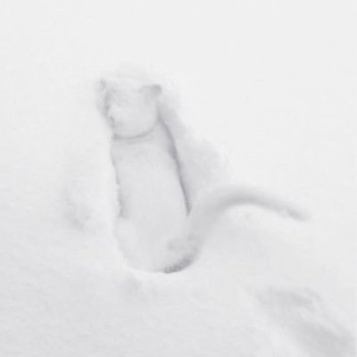 솜이｡。's profile picture