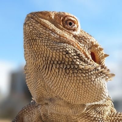 GeckoDais530's profile picture