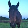 New Forest Pony 的头像