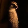 chicking profil fotoğrafı