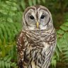 Owly Night 🦉⚖ 🇵🇸 的头像