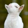 vielib's profile picture