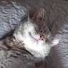 Profilbild von peachycat