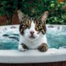 El Gato de Lolo ๐ธ's profile picture