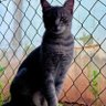 Profilbild von Miau