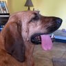 Boonedoggy profil fotoğrafı