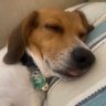 Ian's profile picture