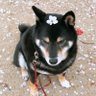 ぐり profil fotoğrafı