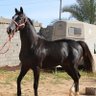 Фото профиля حمزة معيتيق