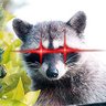Profilbild von Bitcoon
