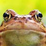 🐸 ThePatienceToad 🐸 的头像