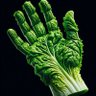 Profilbild von Lettucehands