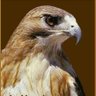 شقران's profile picture