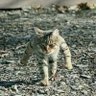 ぱにちゃん 的头像