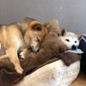 老犬ホーム・ペットホテル ゆるやか's profile picture