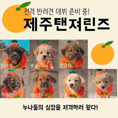 귤엔터 황구윤 반려견 데뷔 준비 중's profile picture