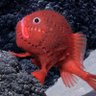 きあねか profil fotoğrafı