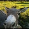 Фото профиля Niall Murray