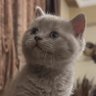 Keptın profil fotoğrafı