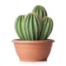 fror's profile picture