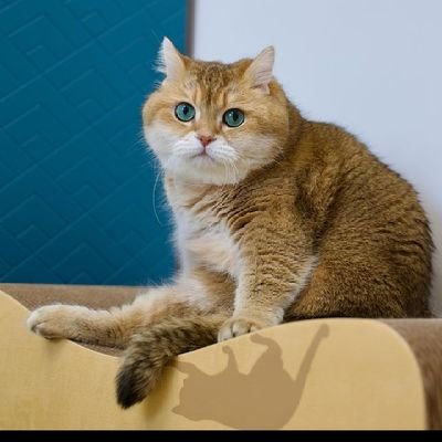 Black Night's profile picture