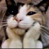 KeyboardMeows's profile picture