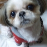 紫苑's profile picture