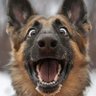 Goofy Sheppard profil fotoğrafı