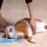 Mr Cat's profile picture