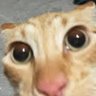 An Orange Cat With Internet Access 的头像