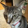 RizingSun's profile picture