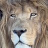 lion 的头像