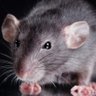 Midzoke's profile picture