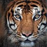 Profilbild von g. akhil reddy25 25
