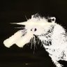 El Klimt'sche Gold Otter profil fotoğrafı