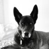 Moncho-2305 profil fotoğrafı