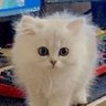 rravell's profile picture