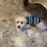 Bibi Rossi profil fotoğrafı
