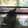 1975年生まれ、水槽の亀。 的头像