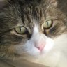 Erreesse's profile picture