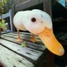 Фото профиля Duck Ducksen