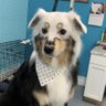 Lunnar puppy 的头像