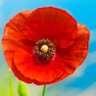 Petitcoquelicot profil fotoğrafı