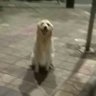 咸鱼仔 的头像