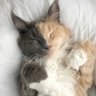 Nessa profil fotoğrafı