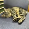 こうくん's profile picture
